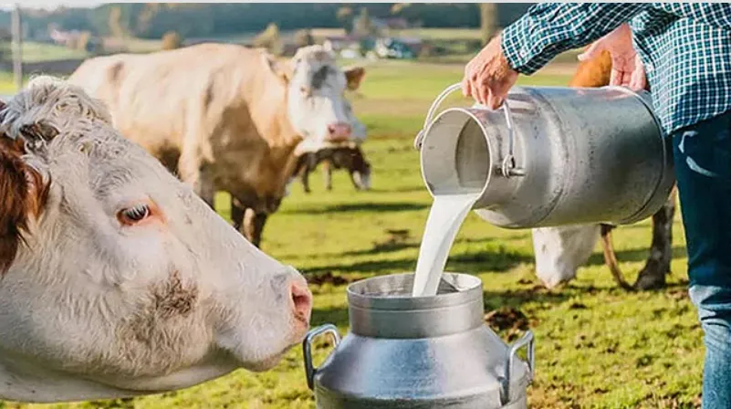 Süt ve Süt Ürünleri Üretimi, Eylül 2025