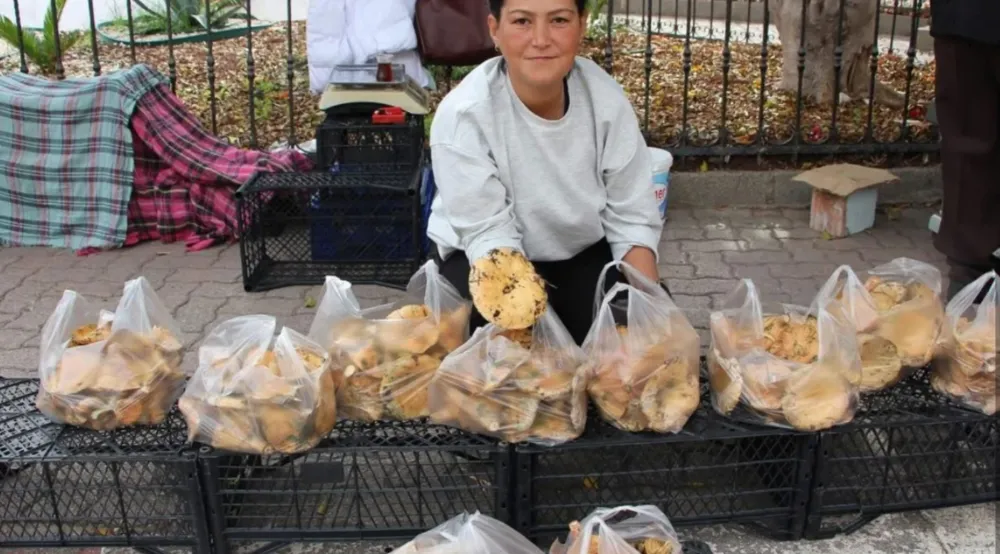Kumluca’da sonbaharın bereketi: Kanlıca mantarları ekonomiye can veriyor