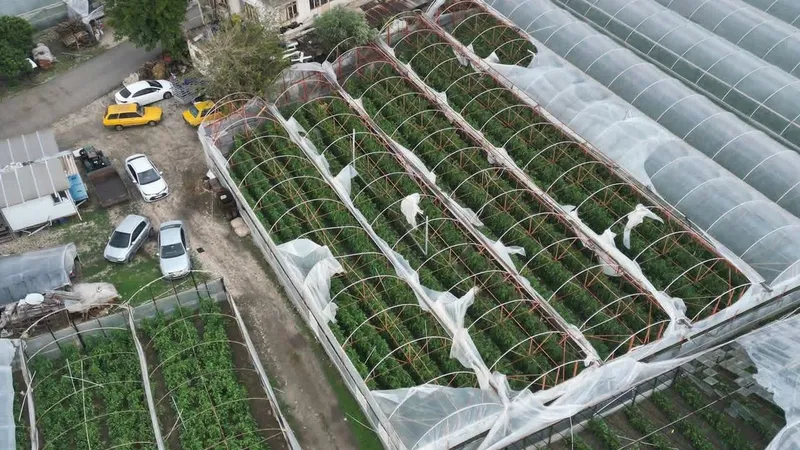 Demre’de hortum felaketi: Kapalı tarım alanlarında seralar zarar gördü